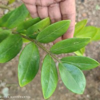 Zamioculcas zamiifolia (G.Lodd.) Engl.